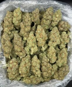 GGP PHENO