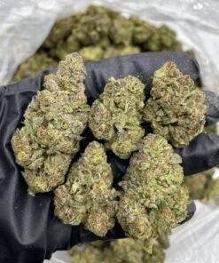 cannabis seeds